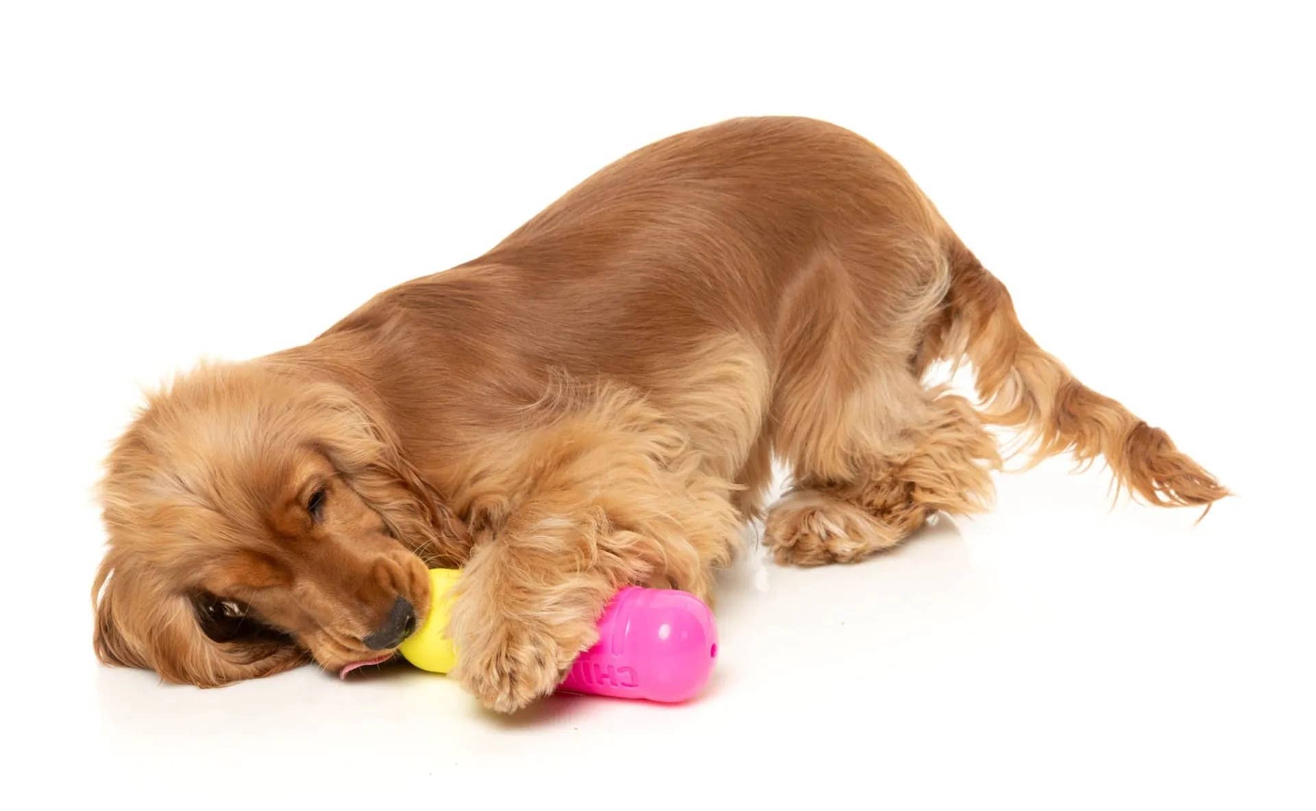 FuzzYard Chill Pill Dog Chew Toy