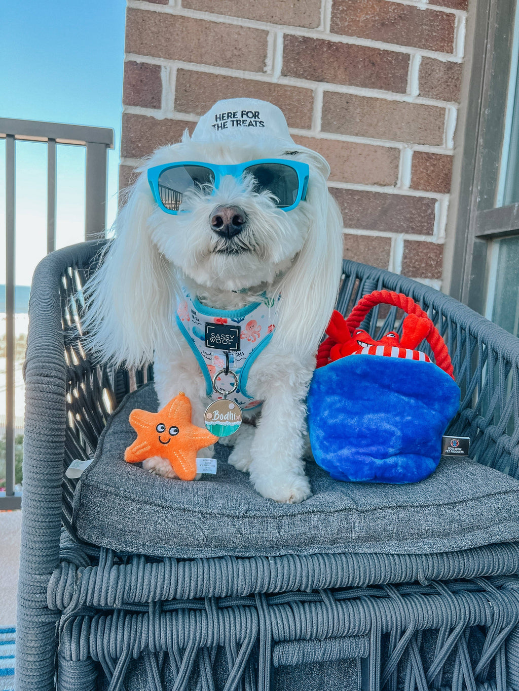 Dog Bucket Hat - Here For The Treats