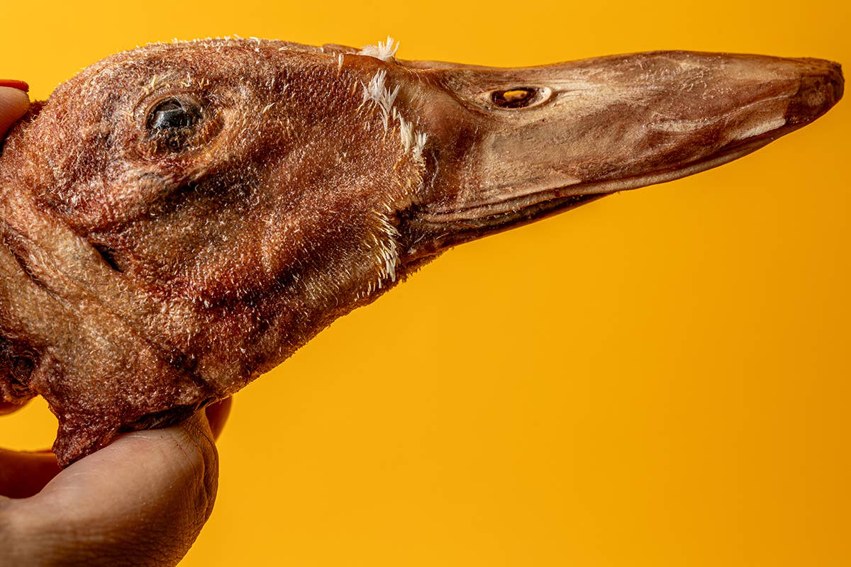 Duck Head - Freeze-Dried Treat/Chew for Dogs