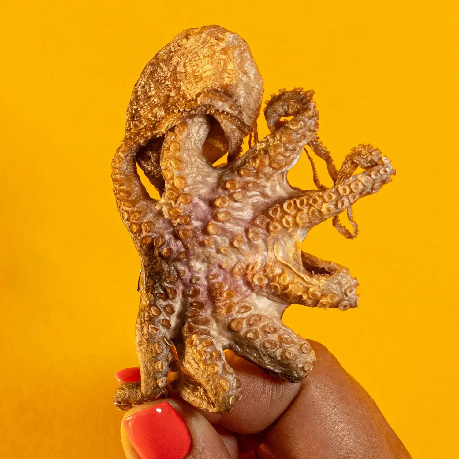 Baby Octopus - Freeze Dried Treats for Dogs & Cat