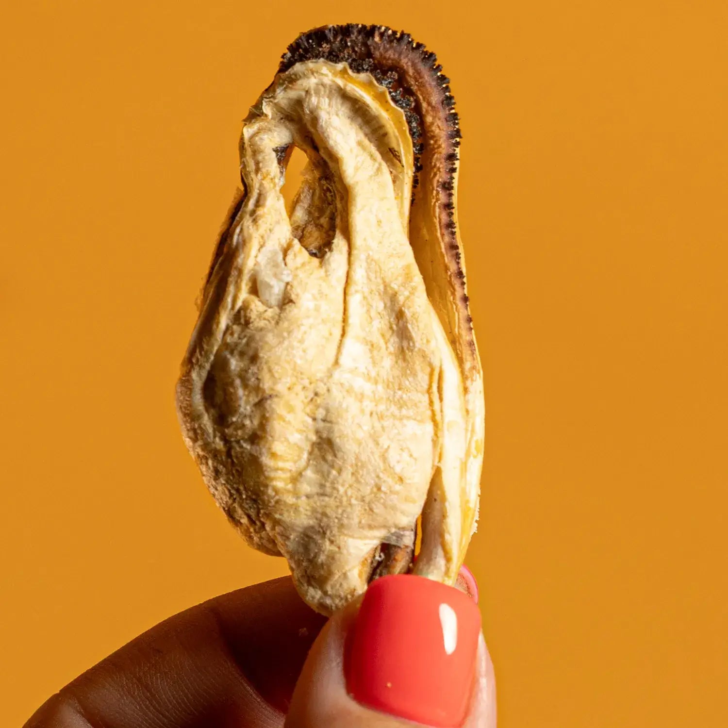 New Zealand Green-Lipped Mussel - Freeze-Dried