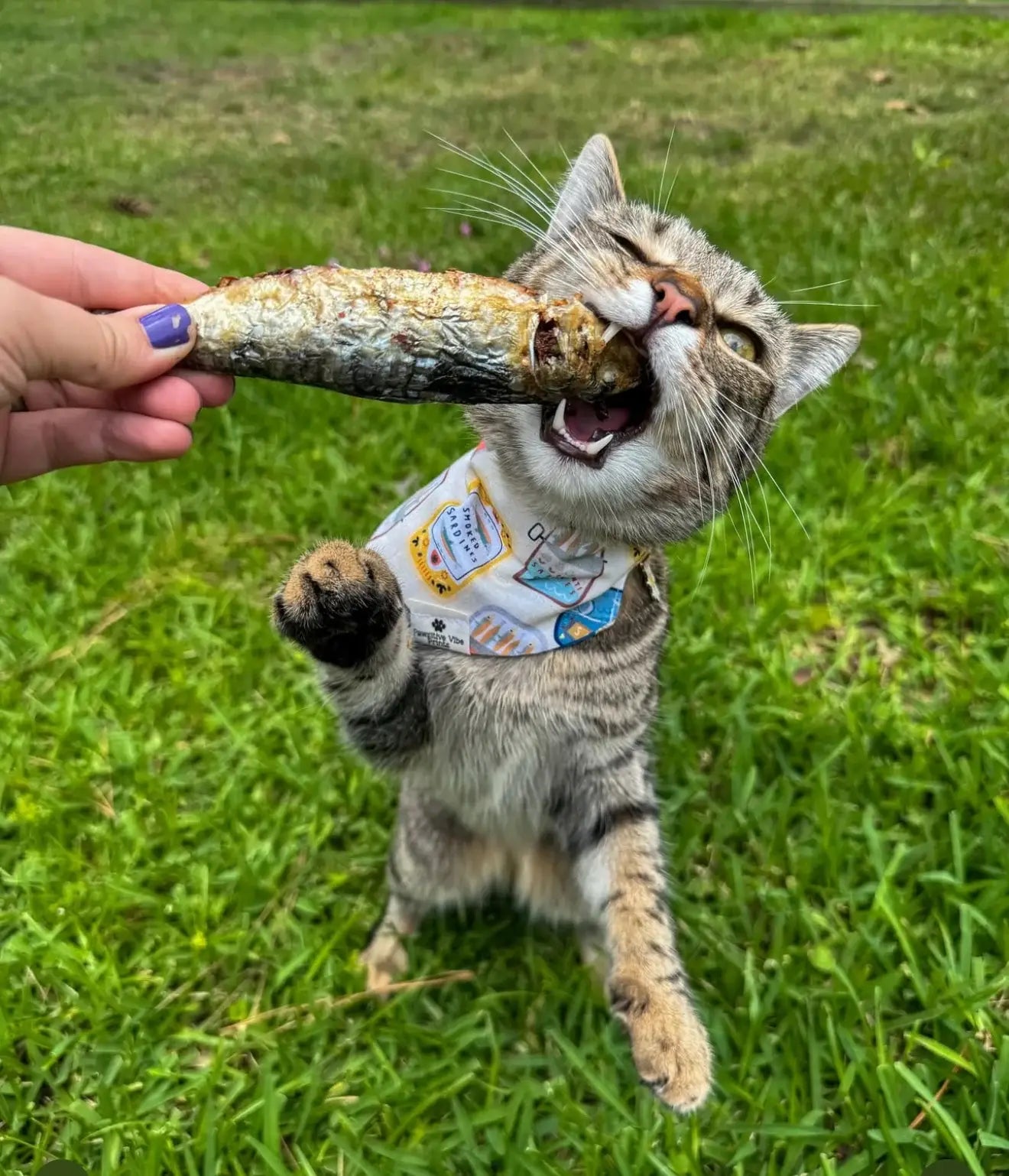 Sardines - 5" to 7" in - Freeze-Dried Dog & Cat Treat