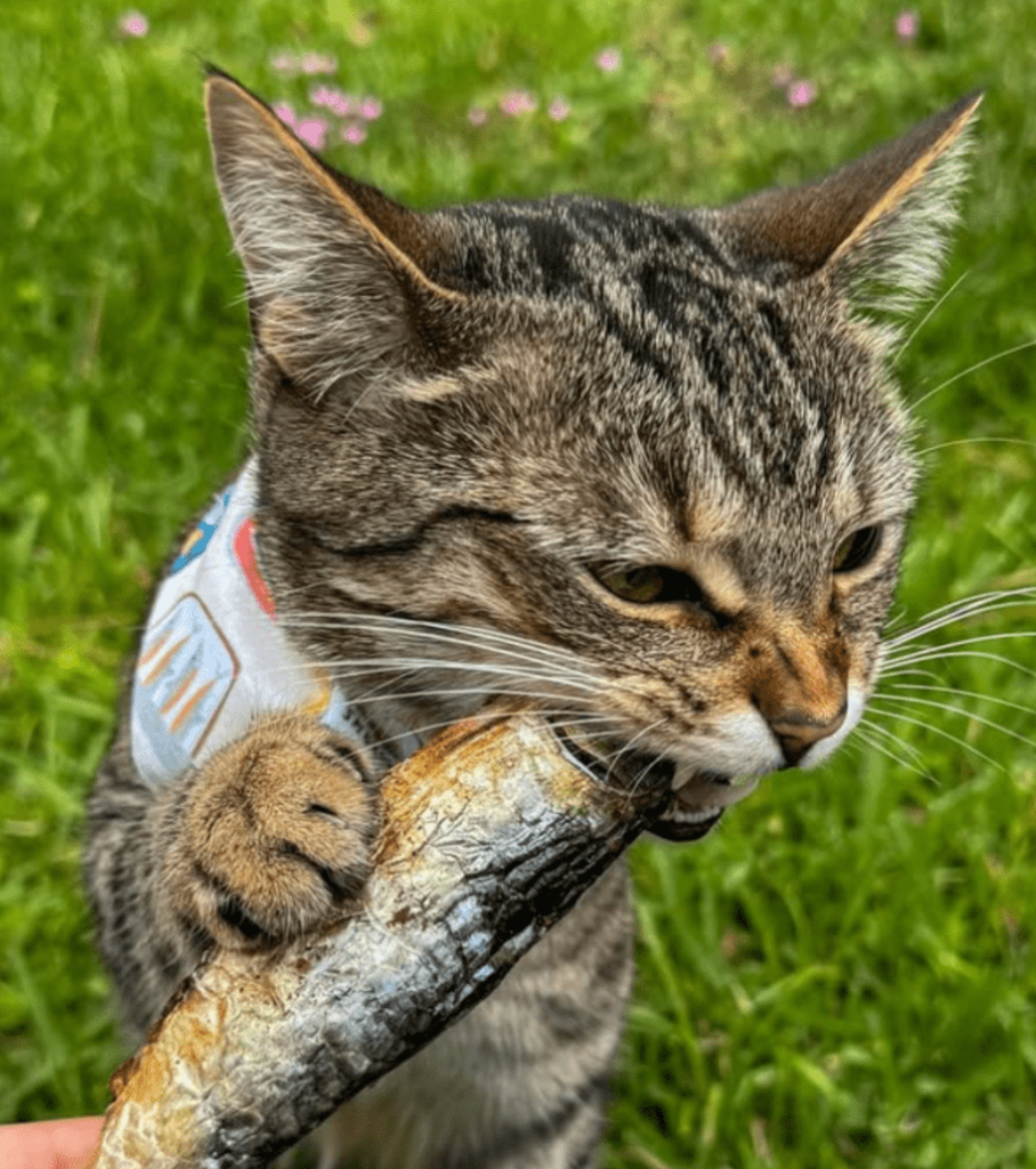 Sardines - 5" to 7" in - Freeze-Dried Dog & Cat Treat