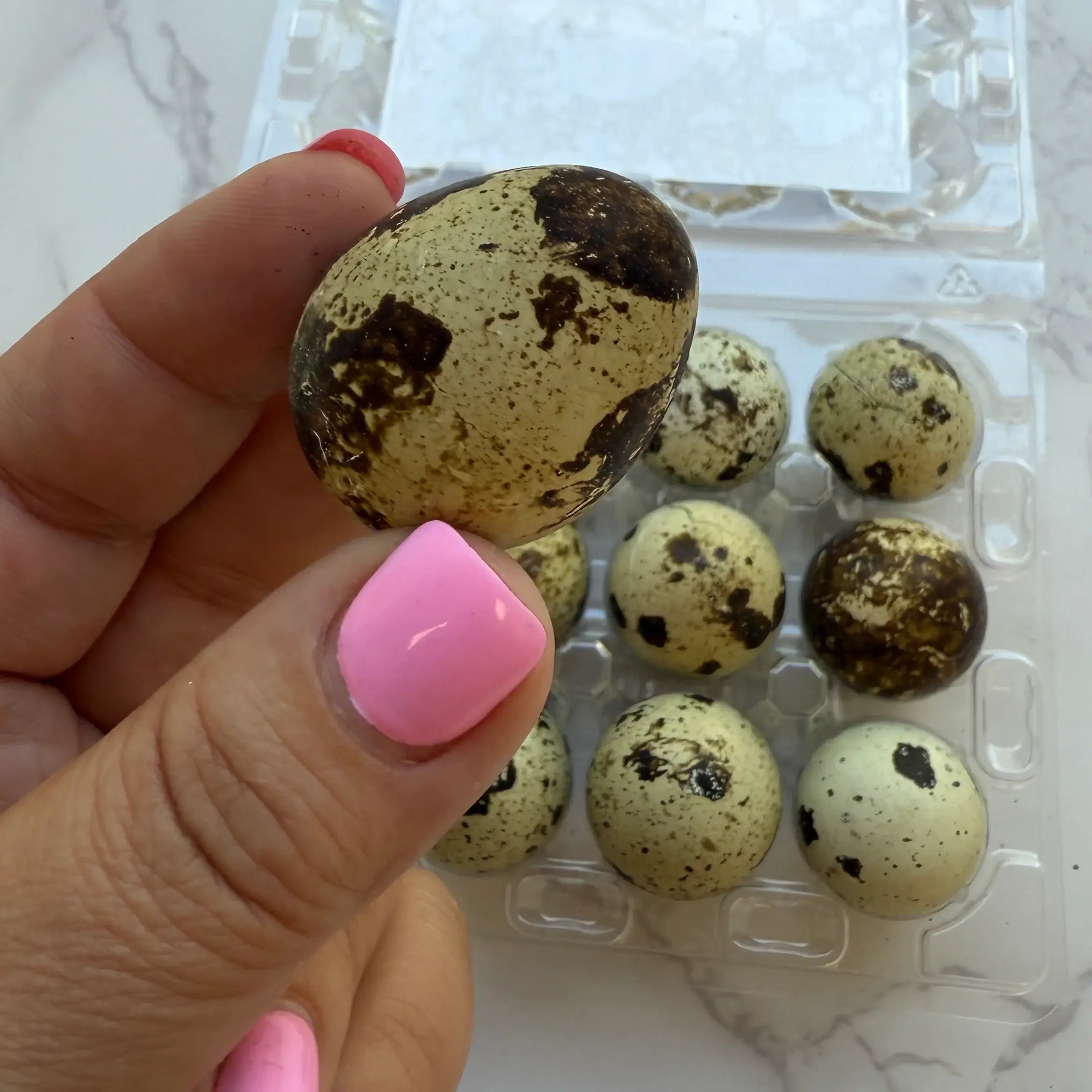 Quail Eggs - Dozen Freeze Dried - Dogs & Cat