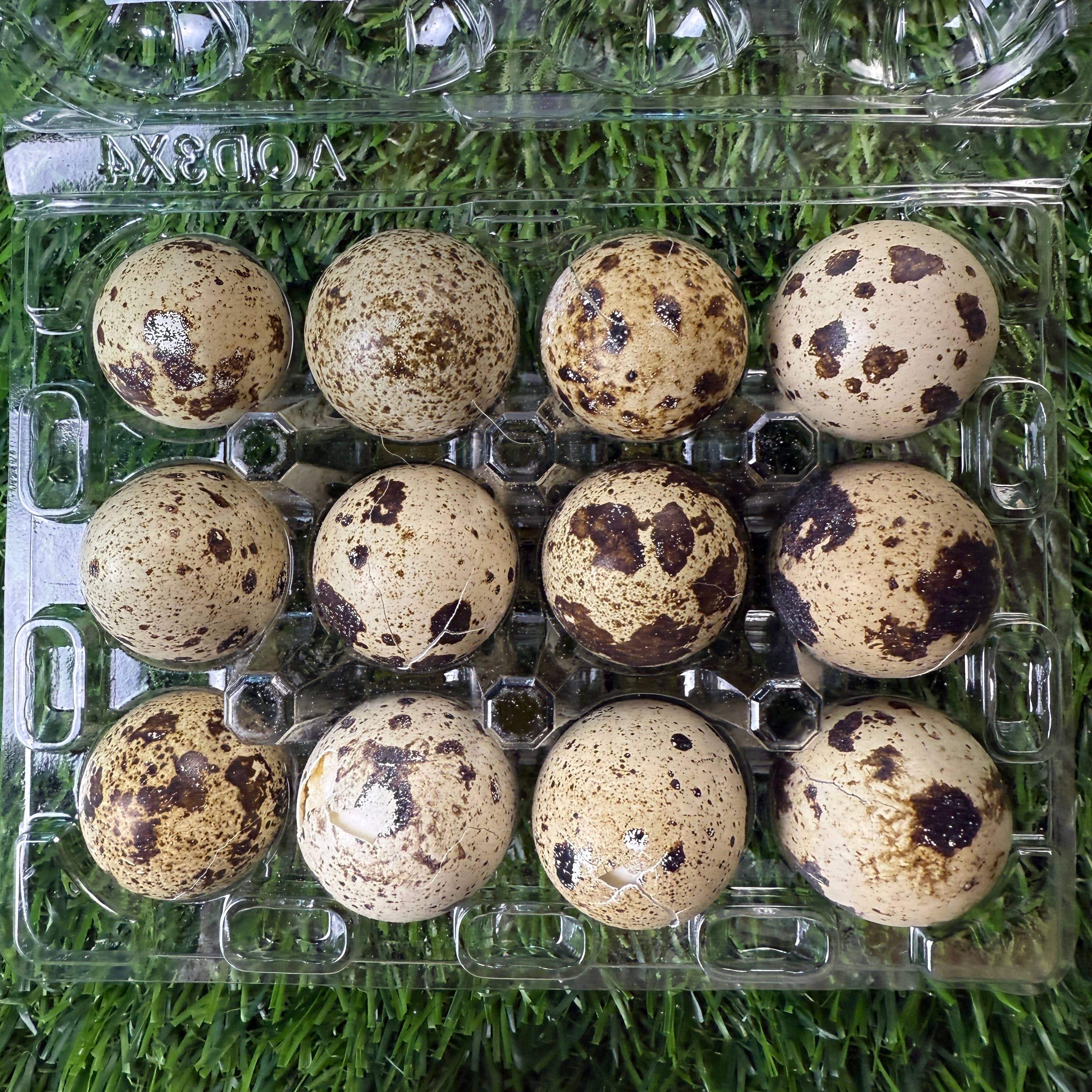 Quail Eggs - Dozen Freeze Dried - Dogs & Cat
