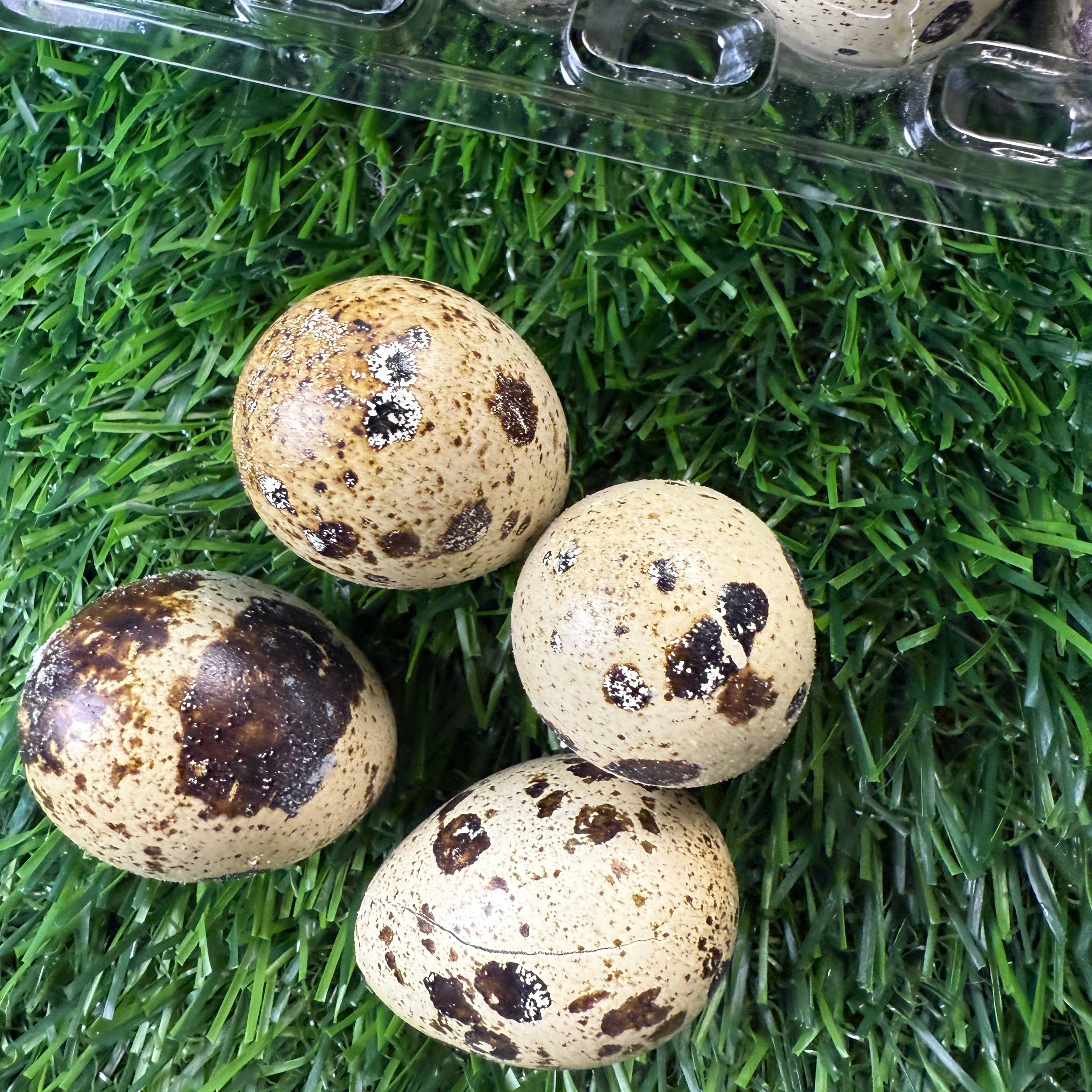 Quail Eggs - Dozen Freeze Dried - Dogs & Cat