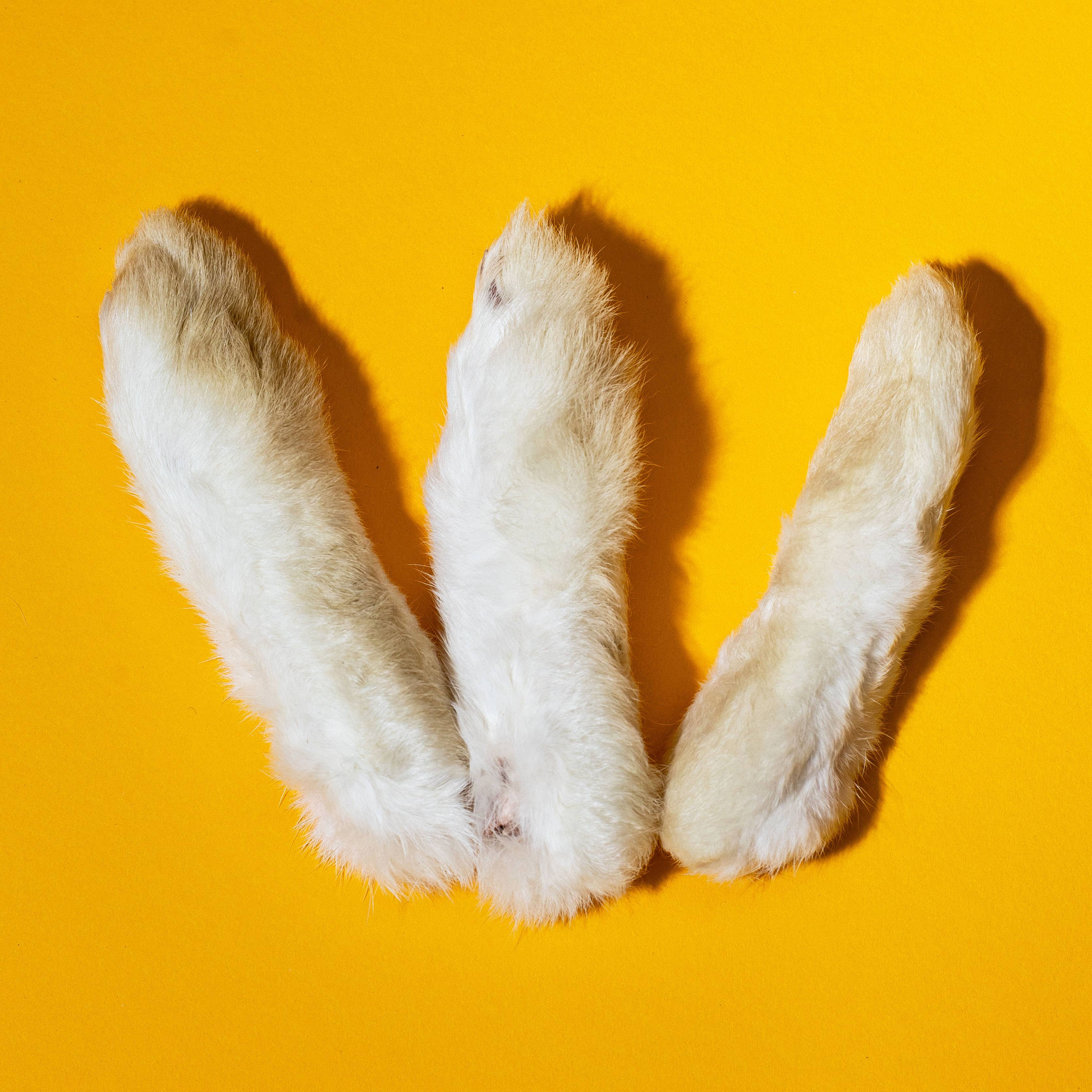 Rabbit Feet - Freeze-Dried Treat/Chew for Dogs & Cats