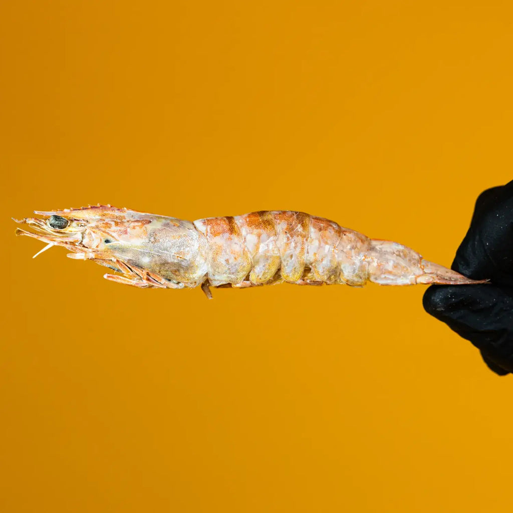 Large Prawns/Shrimp - Freeze-Dried