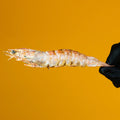 Large Prawns/Shrimp - Freeze-Dried