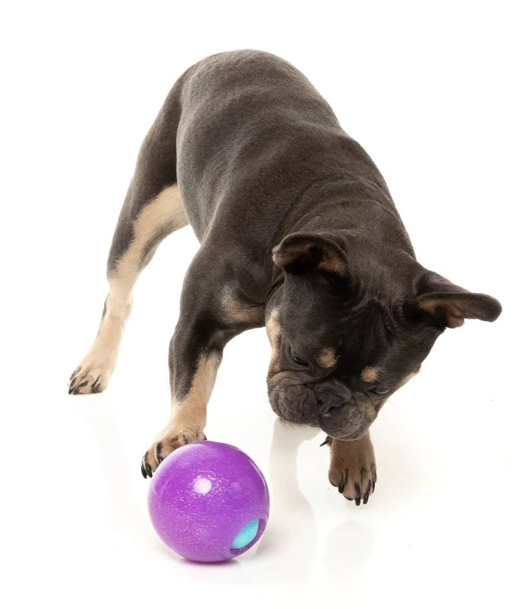FuzzYard Truth Tellin' Treat Ball Dog Chew Toy