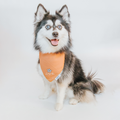 Dog Bandana - I'd Rather Be - Bandithaus