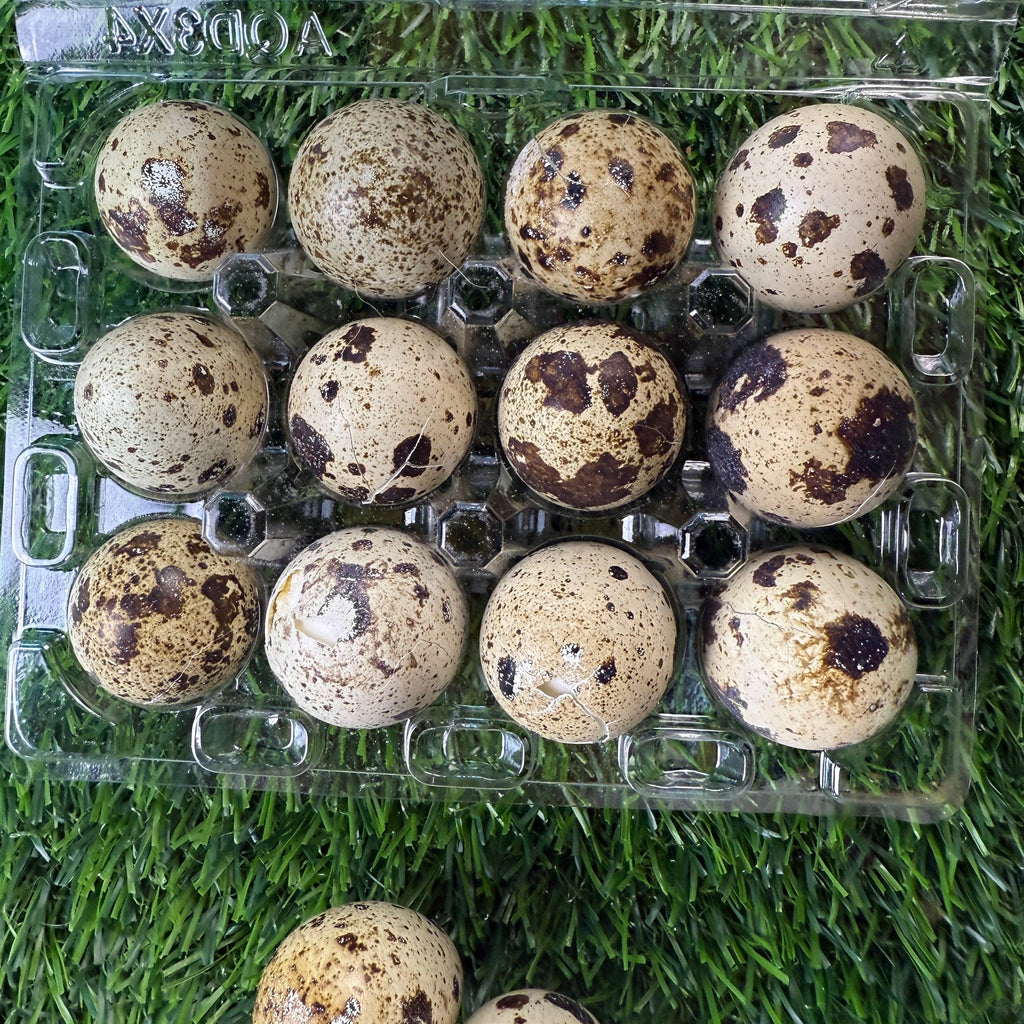 Quail Eggs - Dozen Freeze Dried - Dogs & Cat